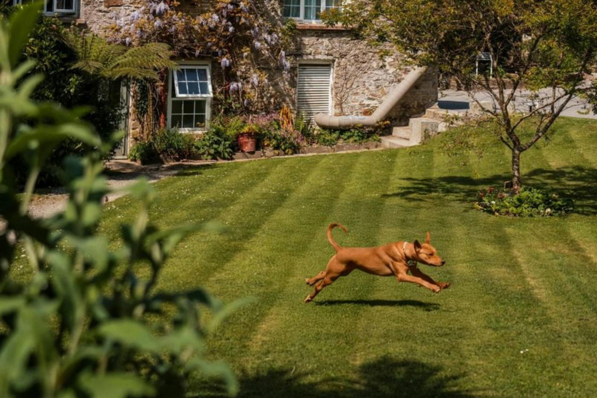 A dog runs across a sunny, green lawn in front of a stone house with wisteria.