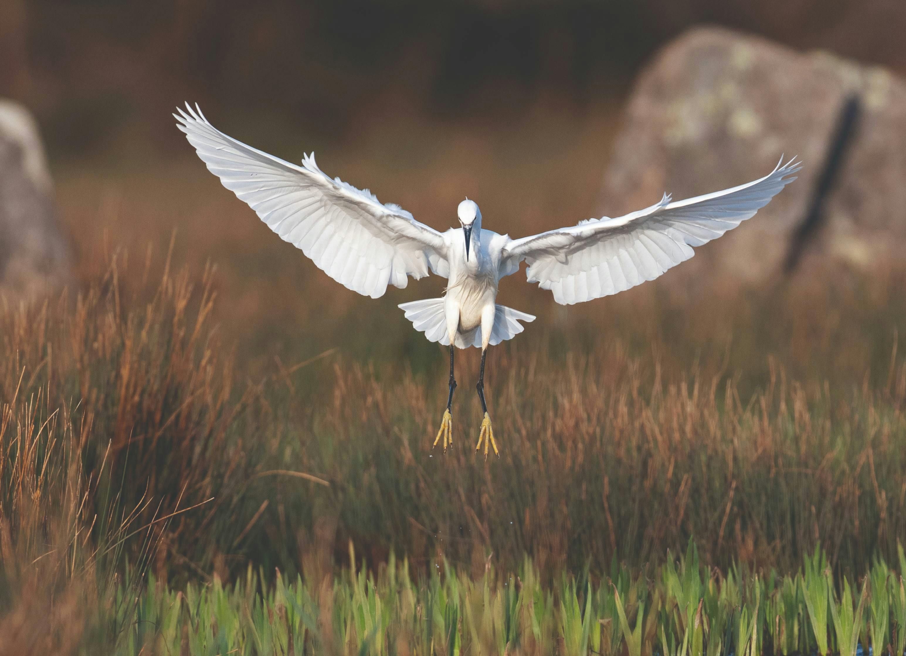 White egret descending over marsh grass with wings fully spread, long black legs extended, and yellow feet visible.