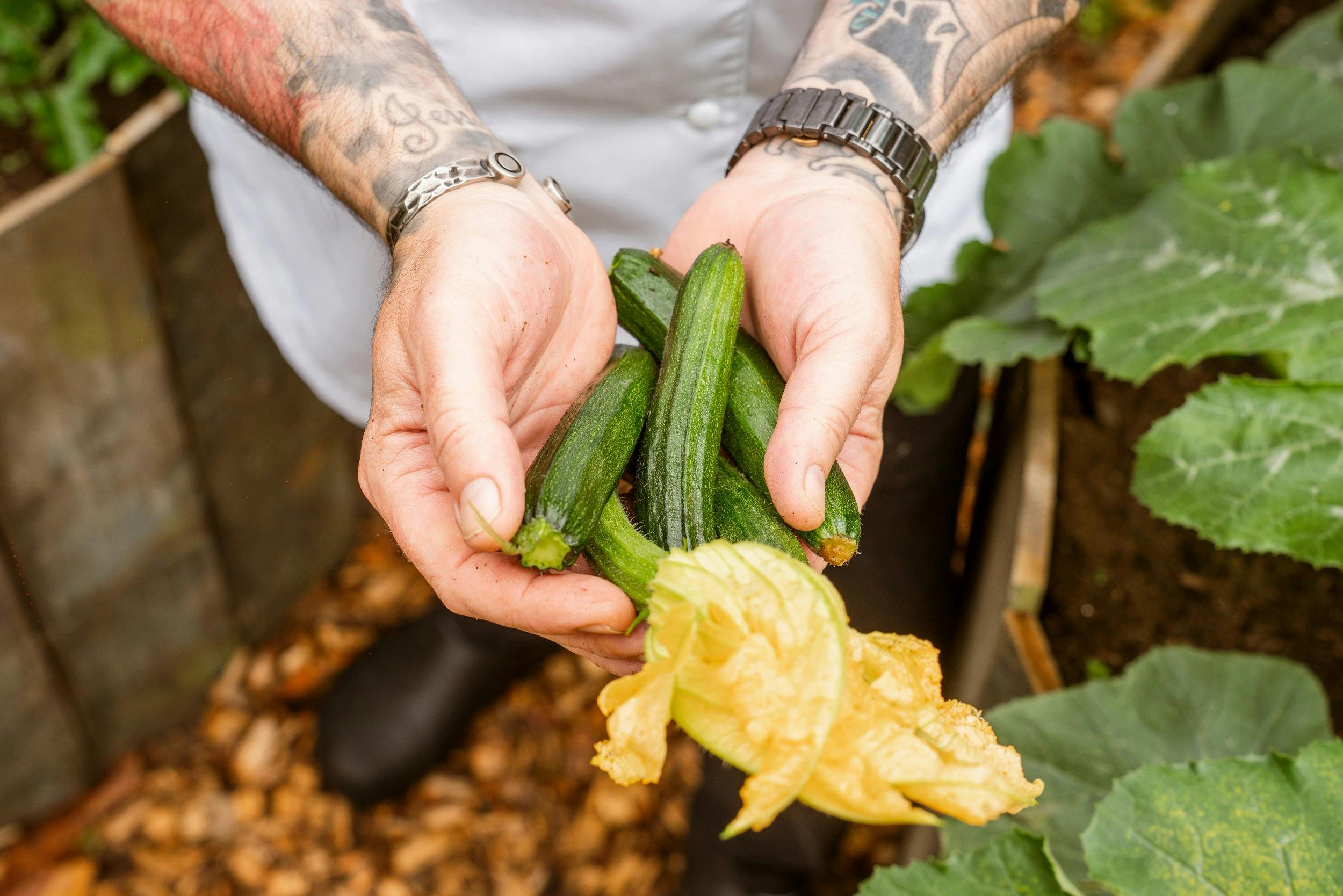 Tattooed hands hold several small zucchinis with a large yellow squash blossom in a garden beside broad green leaves.