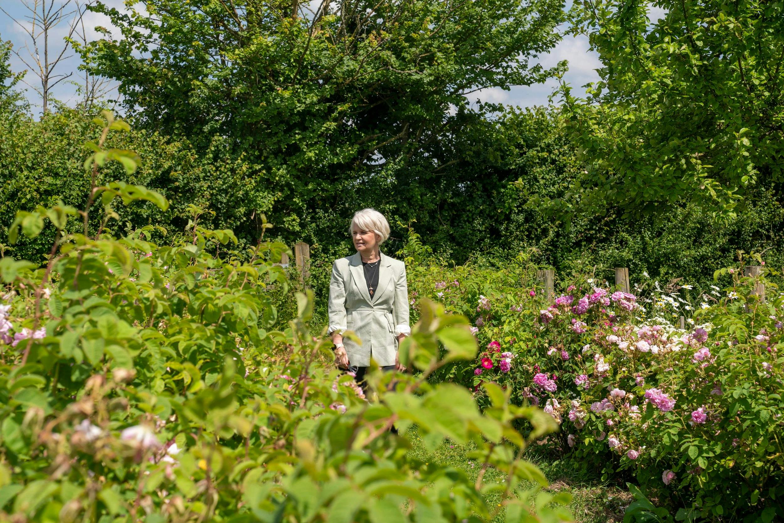 Woman in a light blazer standing among blooming pink roses and lush green shrubs in a sunny garden.
