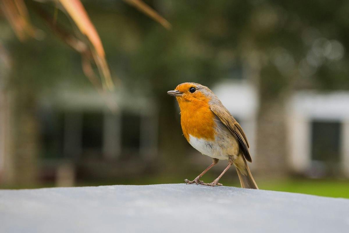 Small robin with a bright orange chest standing on a gray surface, with a blurred garden and building in the background.