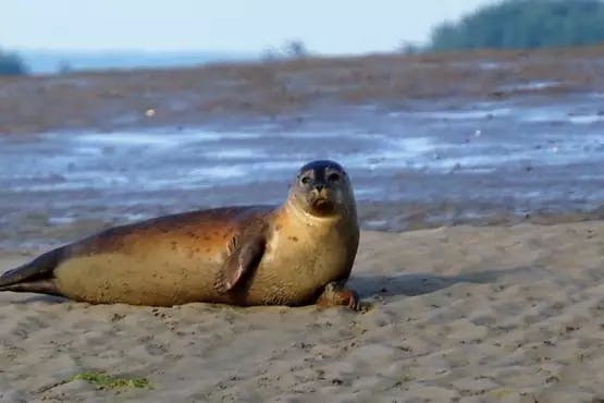 solent seal trips