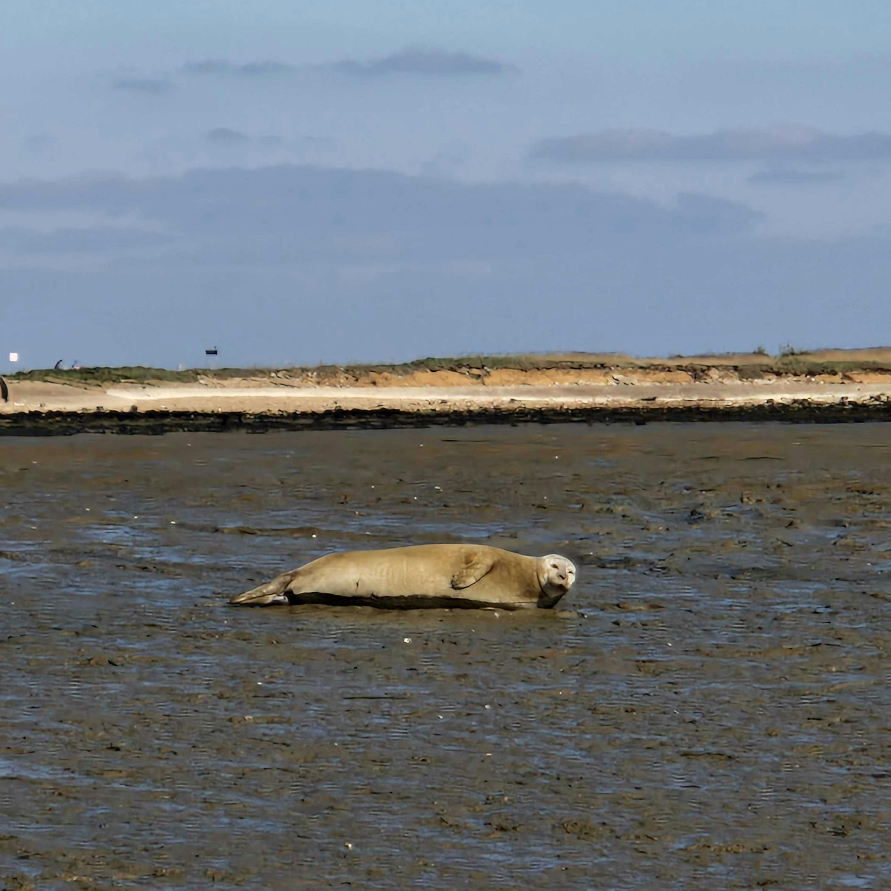seal basking in the sunshine